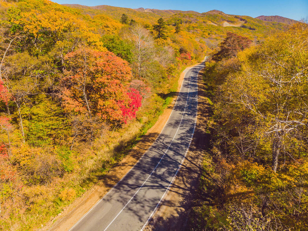 Aerial view of road in beautiful autumn forest at sunset. Beautiful landscape with empty rural road, trees with red and orange leaves. Highway through the park. Top view from flying drone. Nature - Φωτογραφία, εικόνα