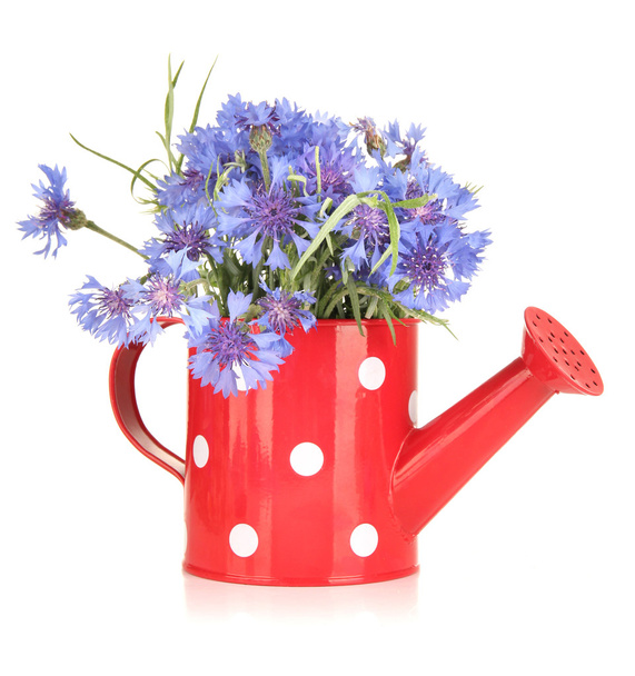 Bouquet of cornflowers in watering can, isolated on white - Foto, Imagen