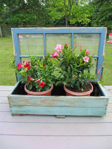 Plantes à fleurs Mandevilla dans la boîte de fenêtre
  - Photo, image