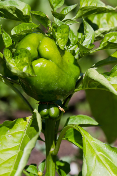 green bell pepper - Photo, Image