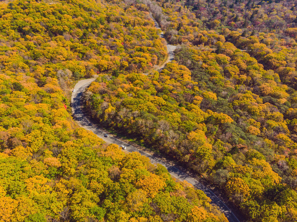Vista aérea de la carretera en el hermoso bosque de otoño al atardecer. Hermoso paisaje con camino rural vacío, árboles con hojas rojas y naranjas. Autopista a través del parque. Vista superior desde el avión no tripulado volador. Naturaleza - Foto, Imagen