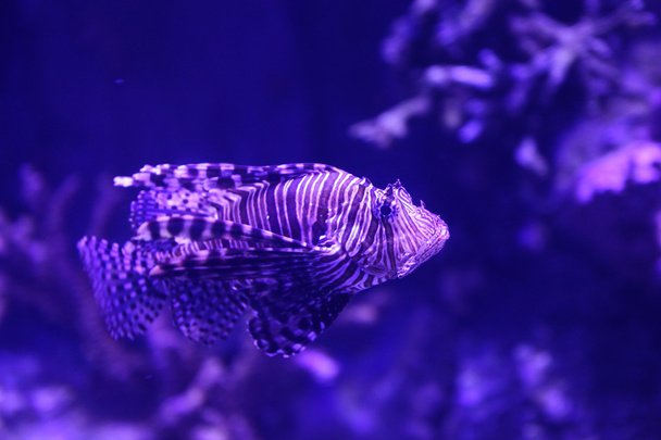 Fish in Aquarium - Fotoğraf, Görsel