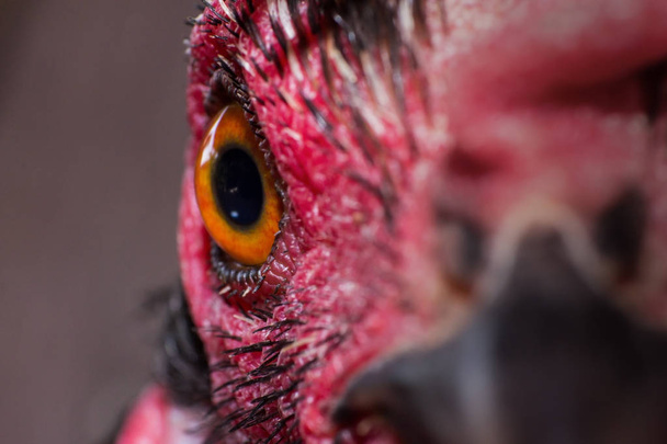 the chicken eye in macro view in farm, the animal in farm - Foto, imagen