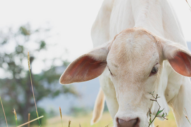 lehmävauva maatilalla, Aasia lehmä lähikuva, eläin maatilalla
 - Valokuva, kuva