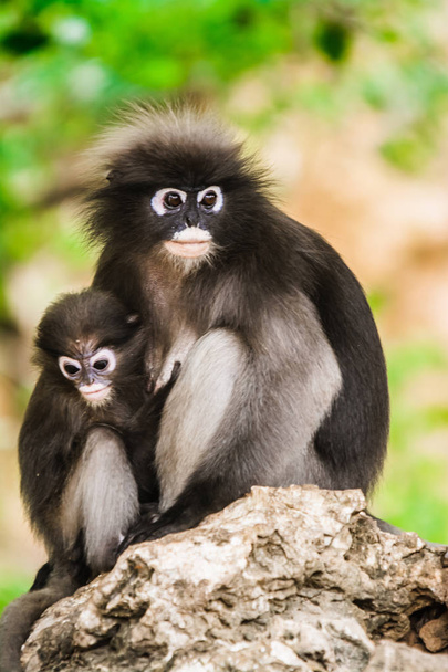 Dusky Leaf Monkey With A Baby Stock Photo - Download Image Now