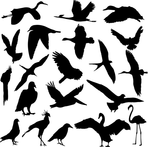 Птицы - Вектор,изображение