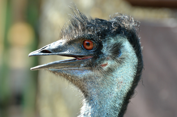 šéf emu ze strany - Fotografie, Obrázek