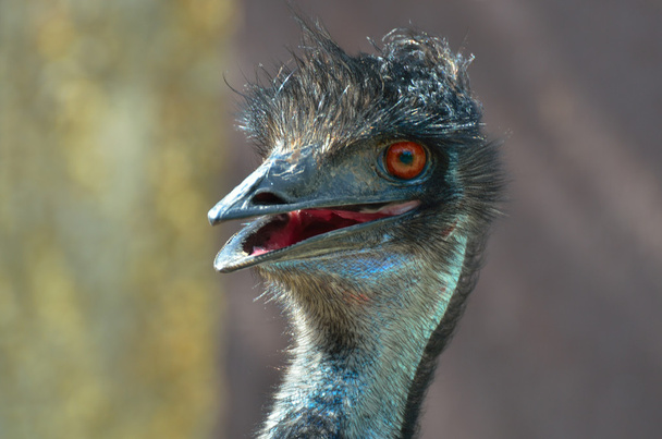 roztomilá hlava emu - Fotografie, Obrázek