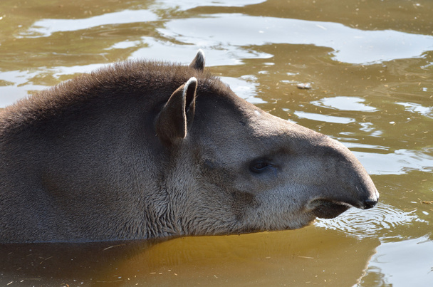Giovane tapiro in acqua
 - Foto, immagini