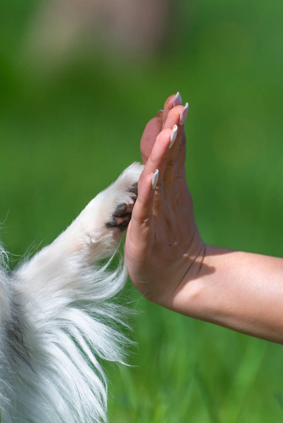 White paw of a dog and the hand of a man on a green background. Symbol of friendship, support and team. - Foto, Imagem