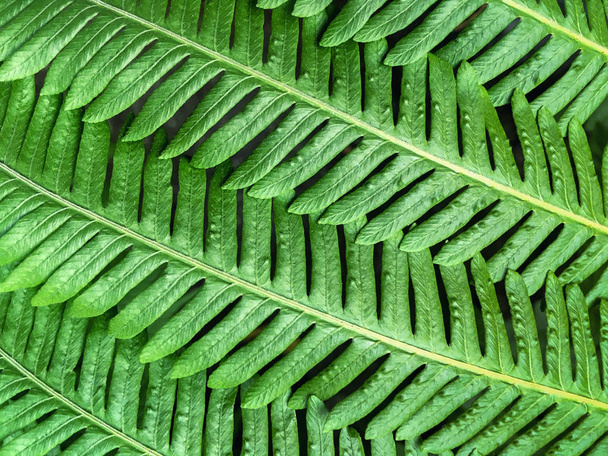 Зеленые листья растения, имитирующие еловые ветви крупным планом
. - Фото, изображение