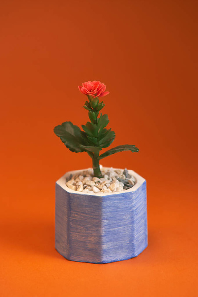 オレンジ色の背景に分離された植物ガーベラとポット。クローズアップ - 写真・画像