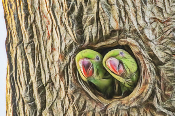közelről papagájok a fa lyuk a természetben. - Fotó, kép