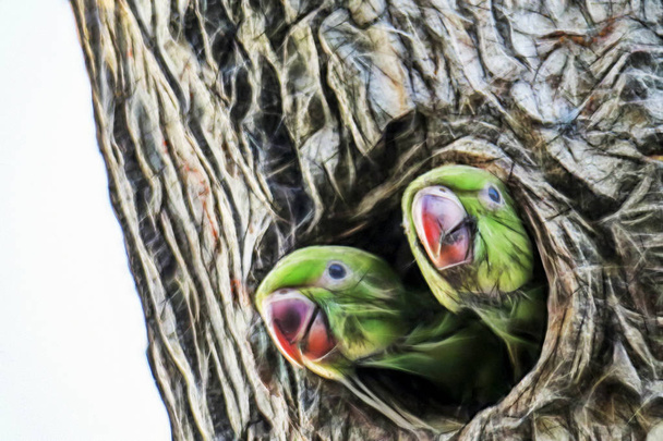 vicino pappagalli in buco di albero in natura
. - Foto, immagini
