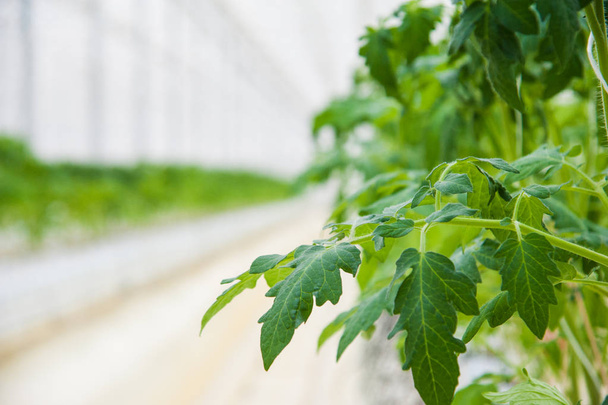 Filas de plantas de tomate creciendo dentro de grandes invernaderos industriales
 - Foto, imagen