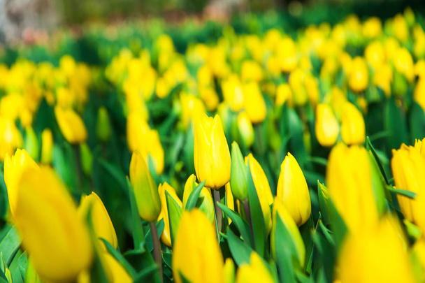 Escena de primavera del campo de tulipanes
 - Foto, imagen