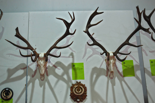 Výstava loveckých trofejí na stěně - Fotografie, Obrázek