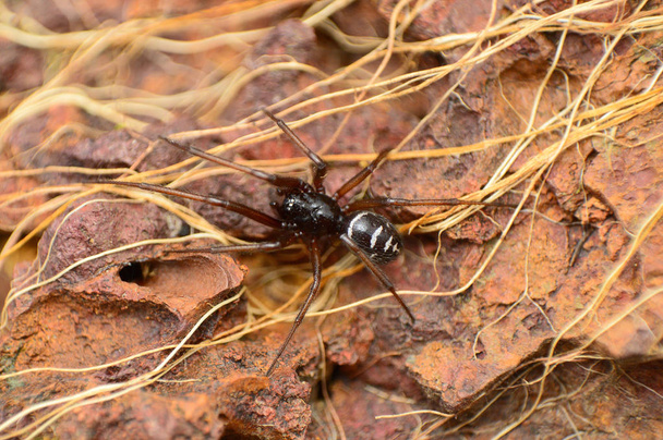 Tekaistu musta leski hämähäkki, Steatoda sp, Amba, Kolhapur, Maharashtra, Intia
 - Valokuva, kuva