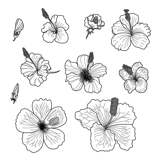 Hibiscus vector set isolate on white background. - Vektör, Görsel