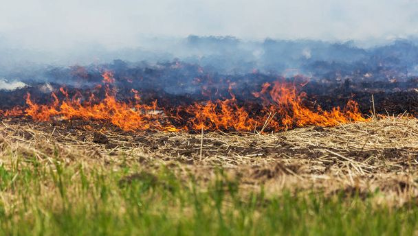 Bos en steppe branden droog vernietigen volledig de velden en steppen tijdens een ernstige droogte. Ramp brengt regelmatig schade aan natuur en economie van de regio. Verlichting veld met de oogst van de tarwe - Foto, afbeelding