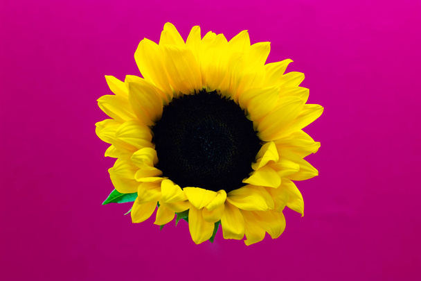 Helianthus, decorative flower of a sunflower on a pink background floral background - Photo, Image