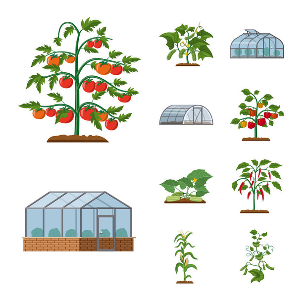 Vektoros illusztráció üvegházhatást okozó és növényi szimbóluma. Üvegházhatást okozó és kerti vektor ikon készletek gyűjteménye. - Vektor, kép