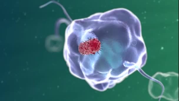 macrofaag slikt bacteriën 3D-animatie - Video