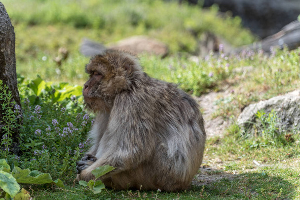 Barbary Macaque está esperando silenciosamente detrás de una piedra
 - Foto, Imagen