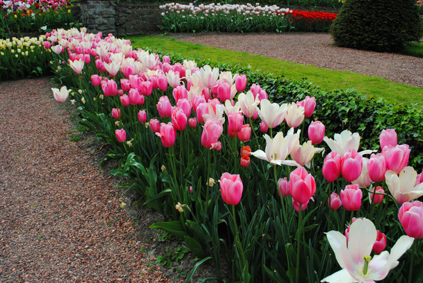 El Glade con tulipanes de rizo rosa en el parque de flores de los Países Bajos
 - Foto, imagen