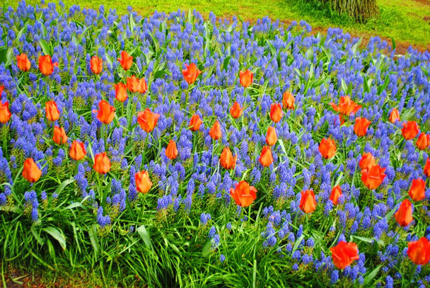 La radura con lilla spugna e tulipani rossi nel parco dei fiori dei Paesi Bassi
 - Foto, immagini