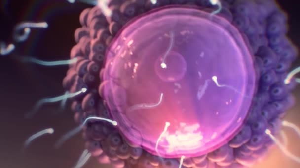 Makro vykreslí spermie do vajíčka - Záběry, video