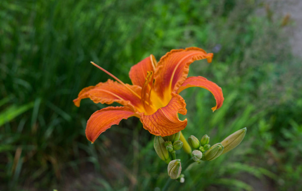 Orange Flowers ile çiçek açan Daylilies - Hemerocallis, yaz bahçesinde. - Fotoğraf, Görsel