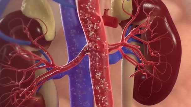 ledvinové a cévní systém 3D animace - Záběry, video