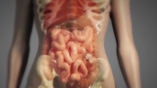 viaggio di cibo nell'intestino
 - Filmati, video
