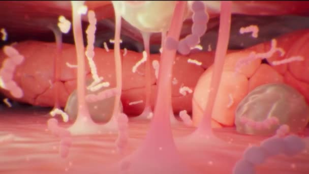 3D medische animatie van het spijsverteringsstelsel - Video