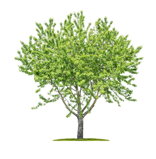 isolierter Baum auf weißem Hintergrund - sorbus aucuparia - mountai - Foto, Bild