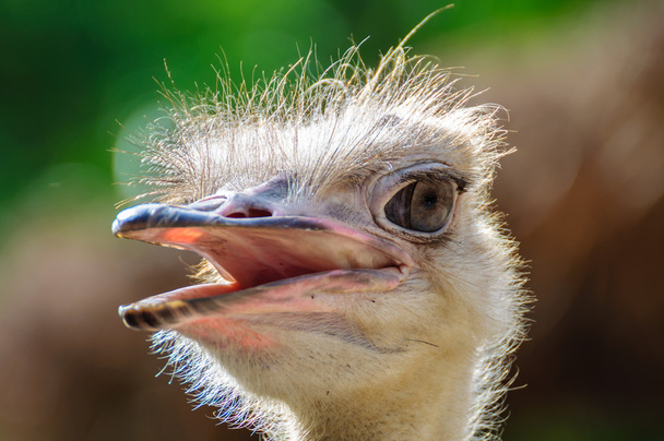 Ostrich head - Photo, image