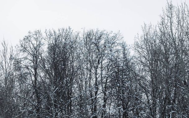 雪の中の木の枝。公園の冬、森の中の冬。美しい冬の季節の背景. - 写真・画像