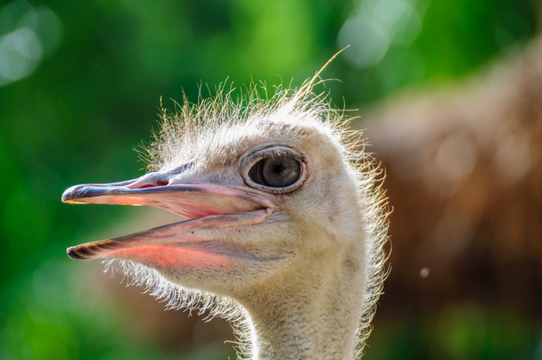 Ostrich head - 写真・画像