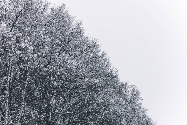 Κλαδιά δέντρων στο χιόνι. Χιονισμένες κορώνες δέντρων. Χειμώνας στο πάρκο, χειμώνας στο δάσος. Όμορφο φόντο χειμερινής εποχής. - Φωτογραφία, εικόνα