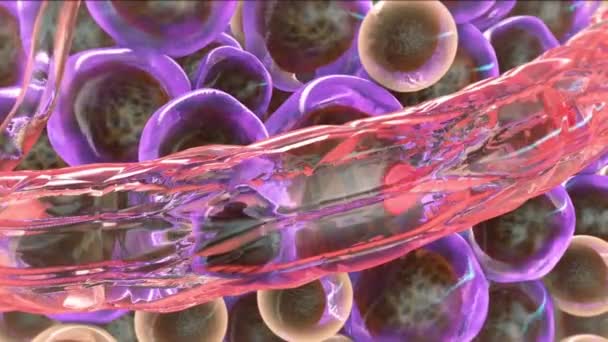 Komórki nowotworowe, które wypełniają krew z nieprawidłowymi komórkami - Materiał filmowy, wideo