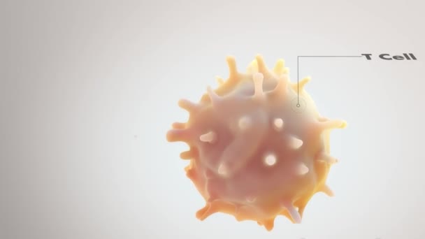 Warum keine Zellkanserzellen-Lymphozyten eines Typs produziert werden - Filmmaterial, Video