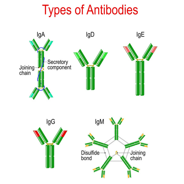 Typy protilátek. struktura imunoglobulinu - Vektor, obrázek