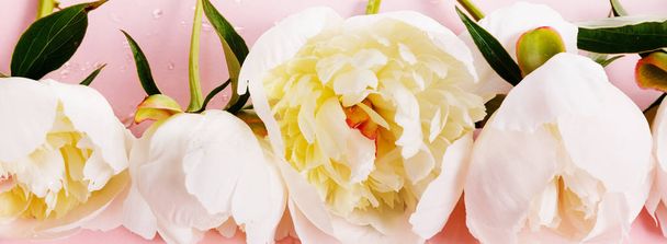Delicate white pink peony with petals flowers on pink background. Overhead top view, flat lay. Copy space. - Photo, Image
