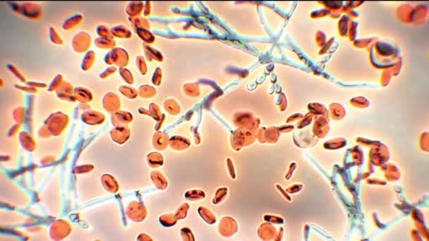 Blutzellen in mikroskopischer Umgebung. Arbeit im mikrobiologischen Labor - Filmmaterial, Video