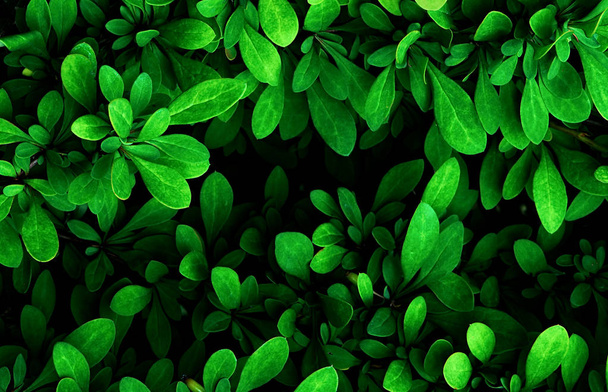 Bright Green leaves texture. - Photo, Image