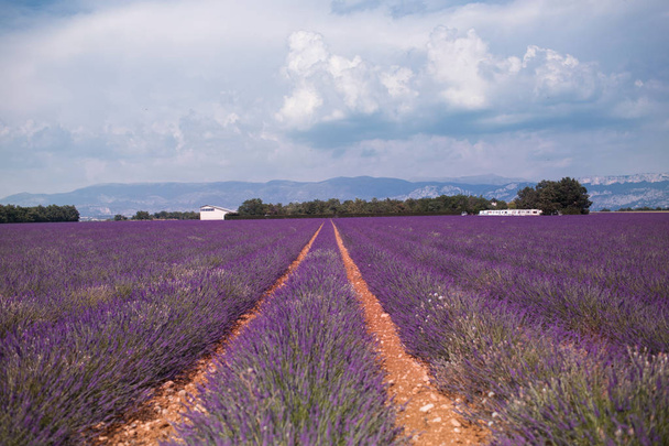 blühen violette Lavendelfelder in sommerlicher Landschaft in der Nähe von Valensole. provence, Frankreich 2019 - Foto, Bild