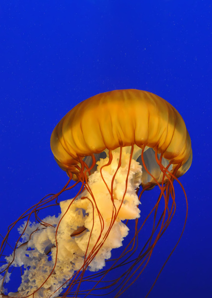 Retrato de medusas
 - Foto, Imagen