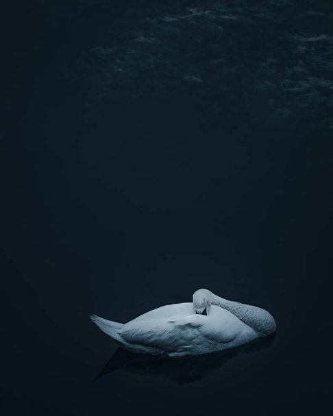 спящий лебедь голубого озера
 - Фото, изображение