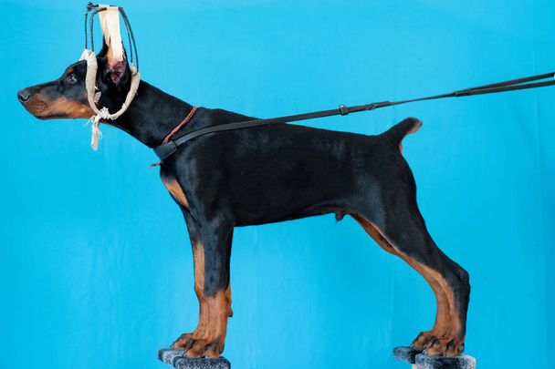 Doberman posando en un cachorro
 - Foto, Imagen
